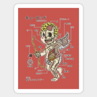 CUPID ANATOMY Magnet